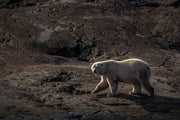 Ours blanc 043