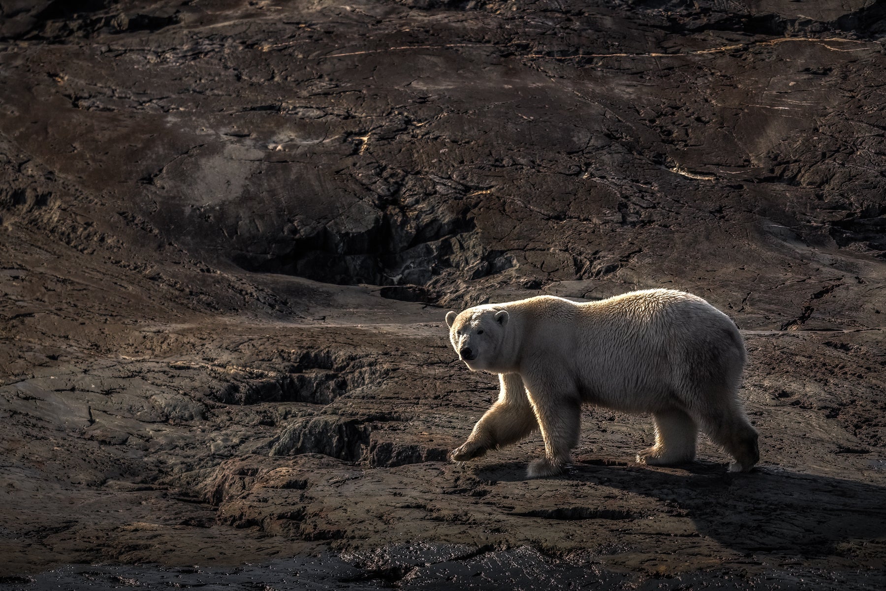 Polar Bear 022