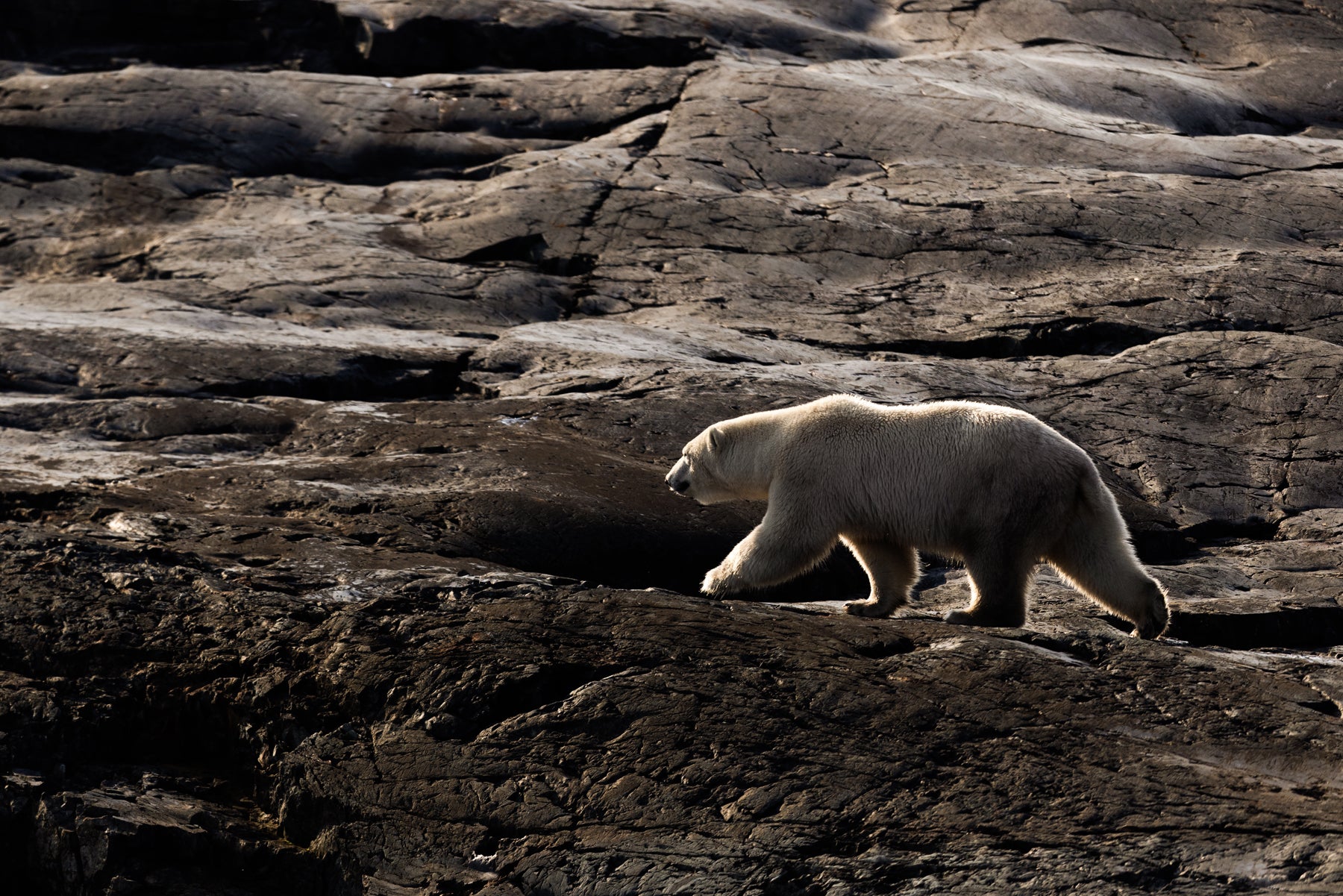 Polar Bear 022