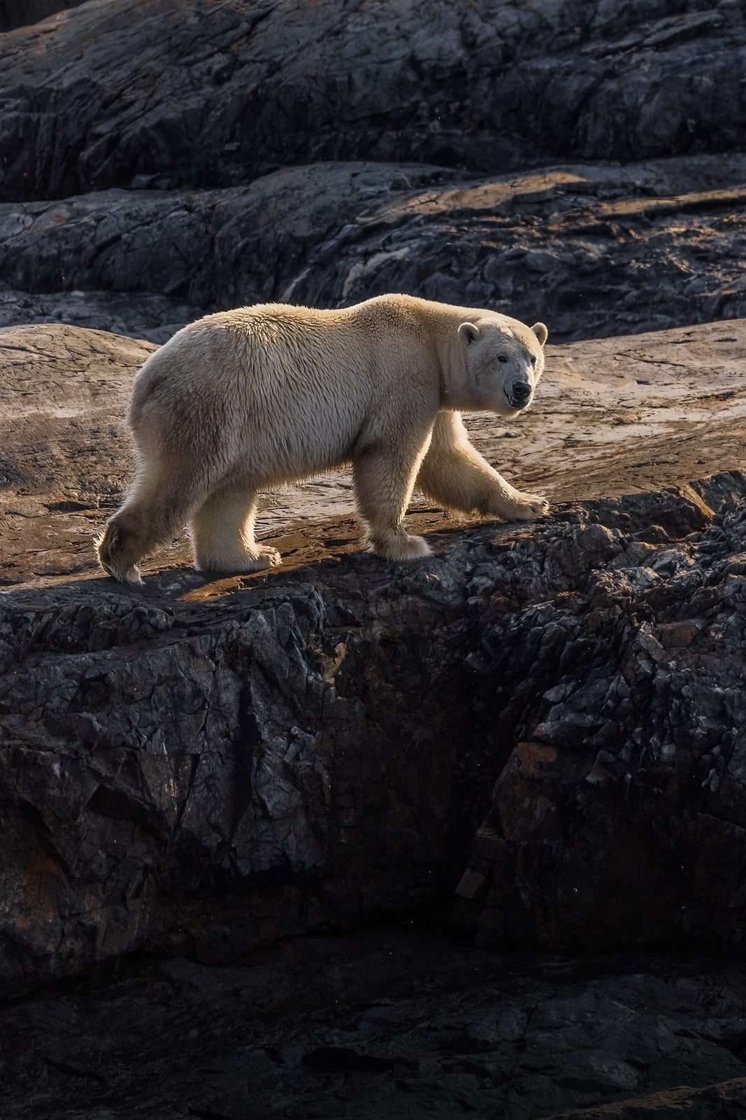 Polar Bear 022