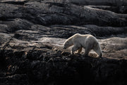 Ours blanc 046