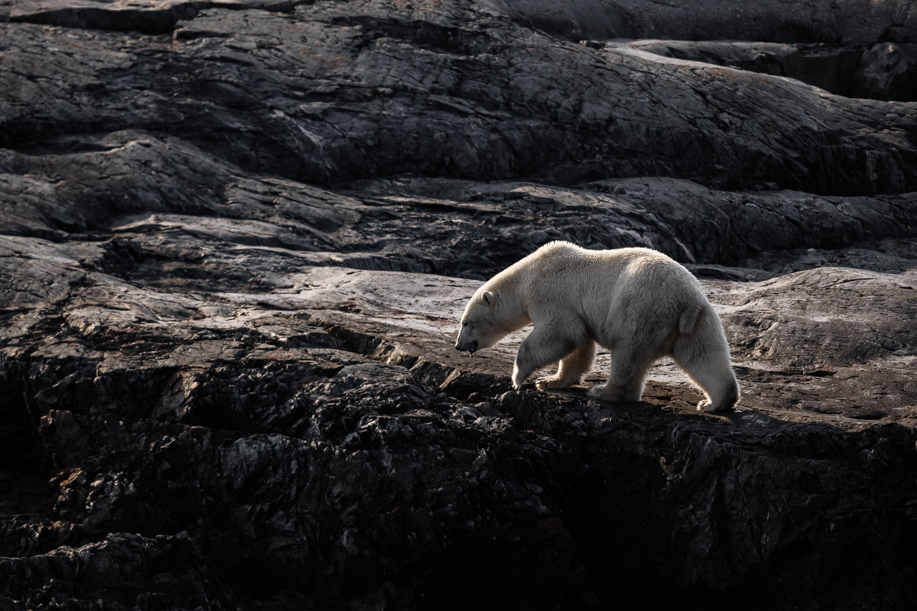 Polar Bear 022