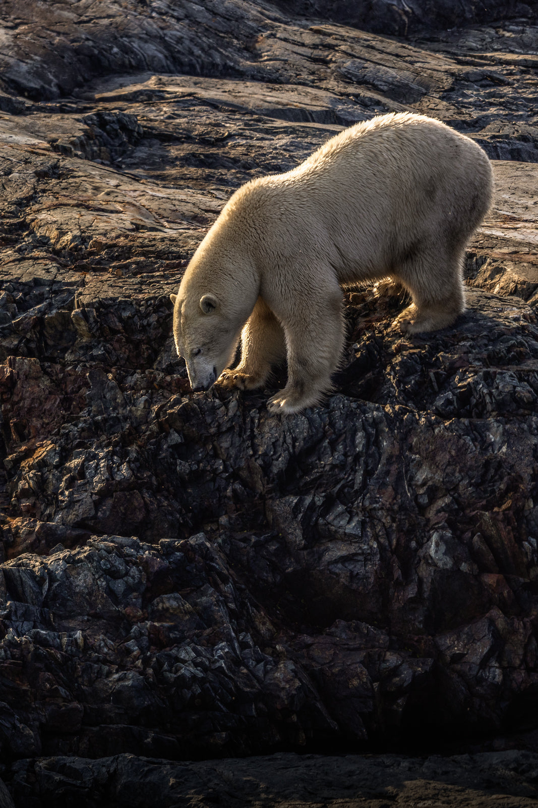 Polar Bear 022
