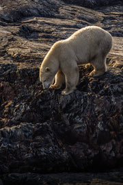 Ours blanc 047