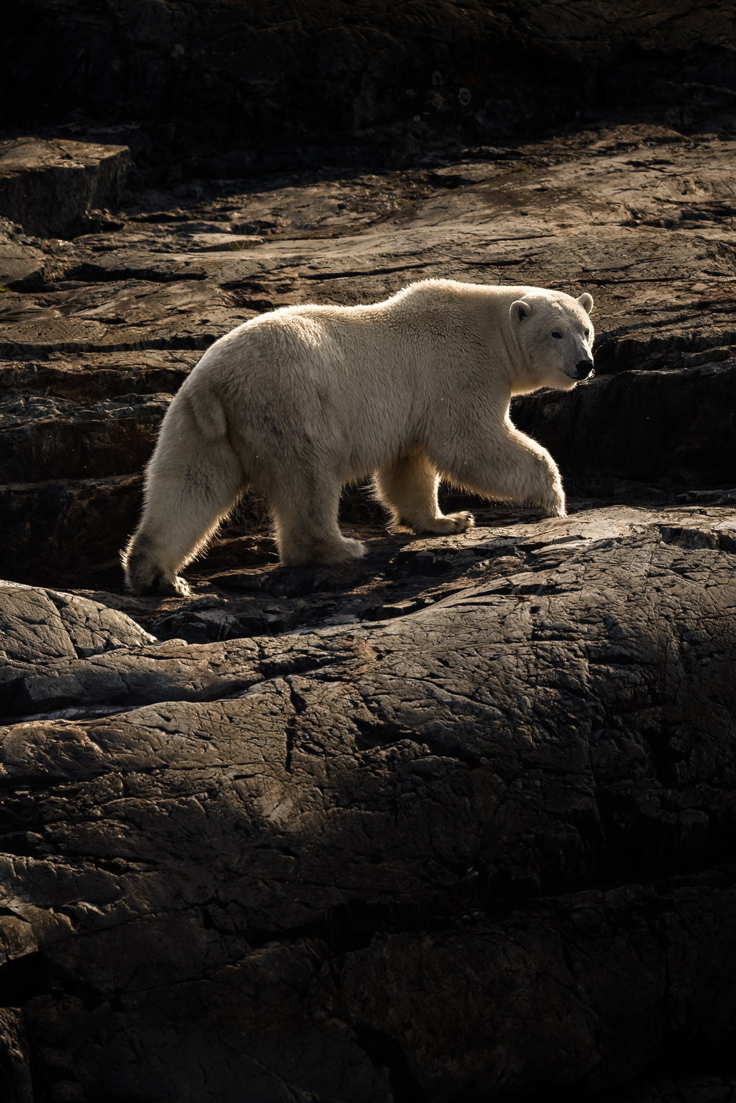Polar Bear 022