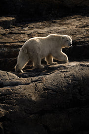 Ours blanc 048