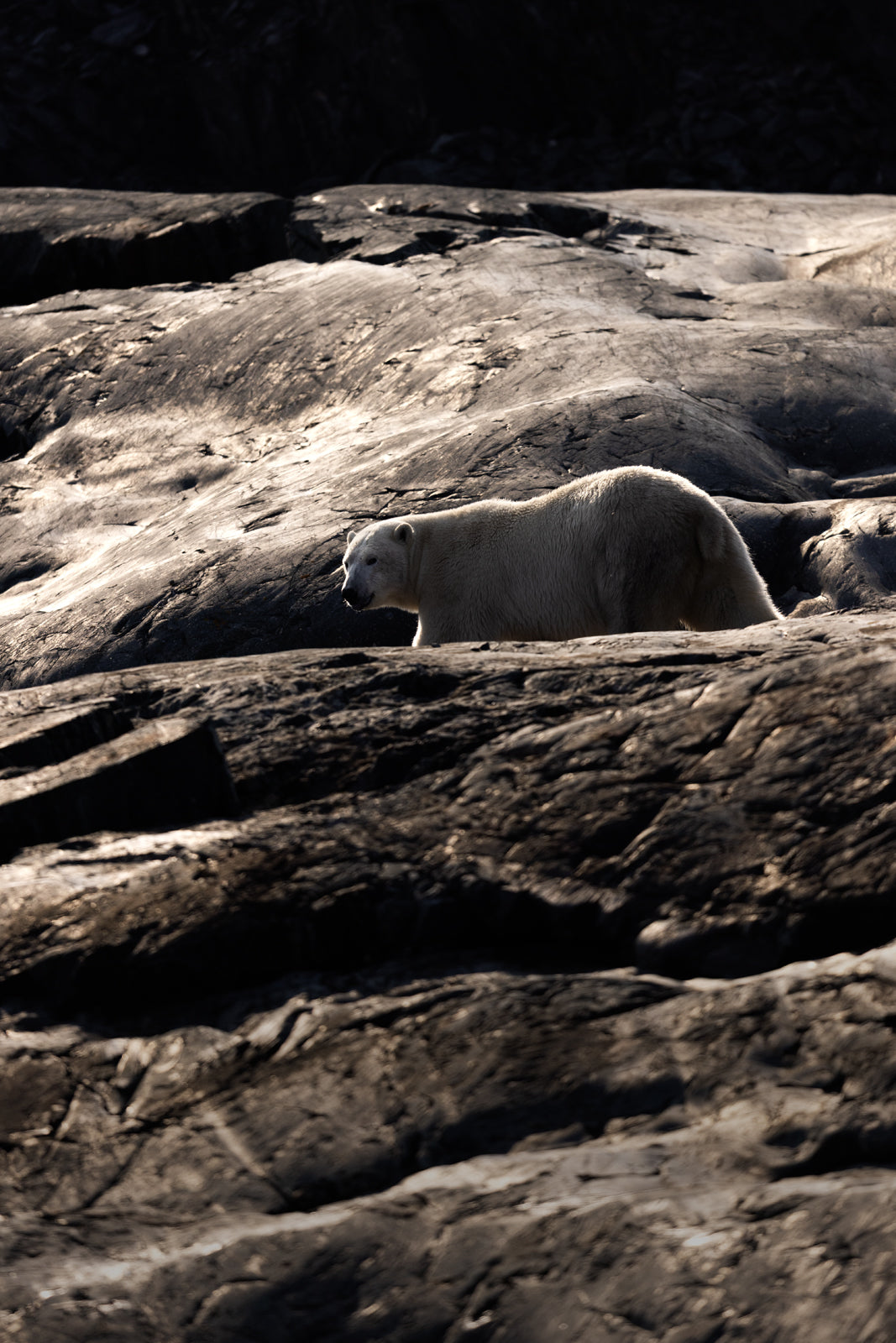Polar Bear 022