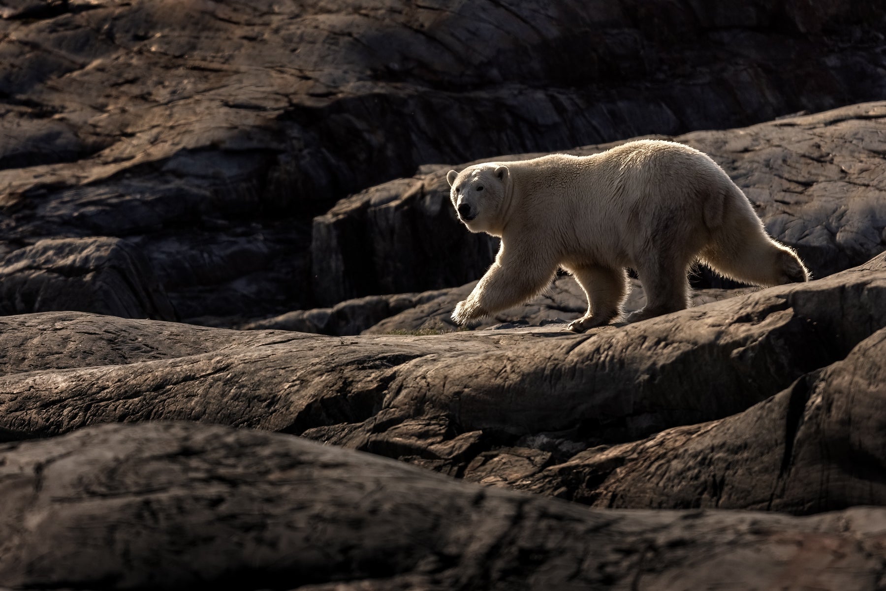 Polar Bear 022