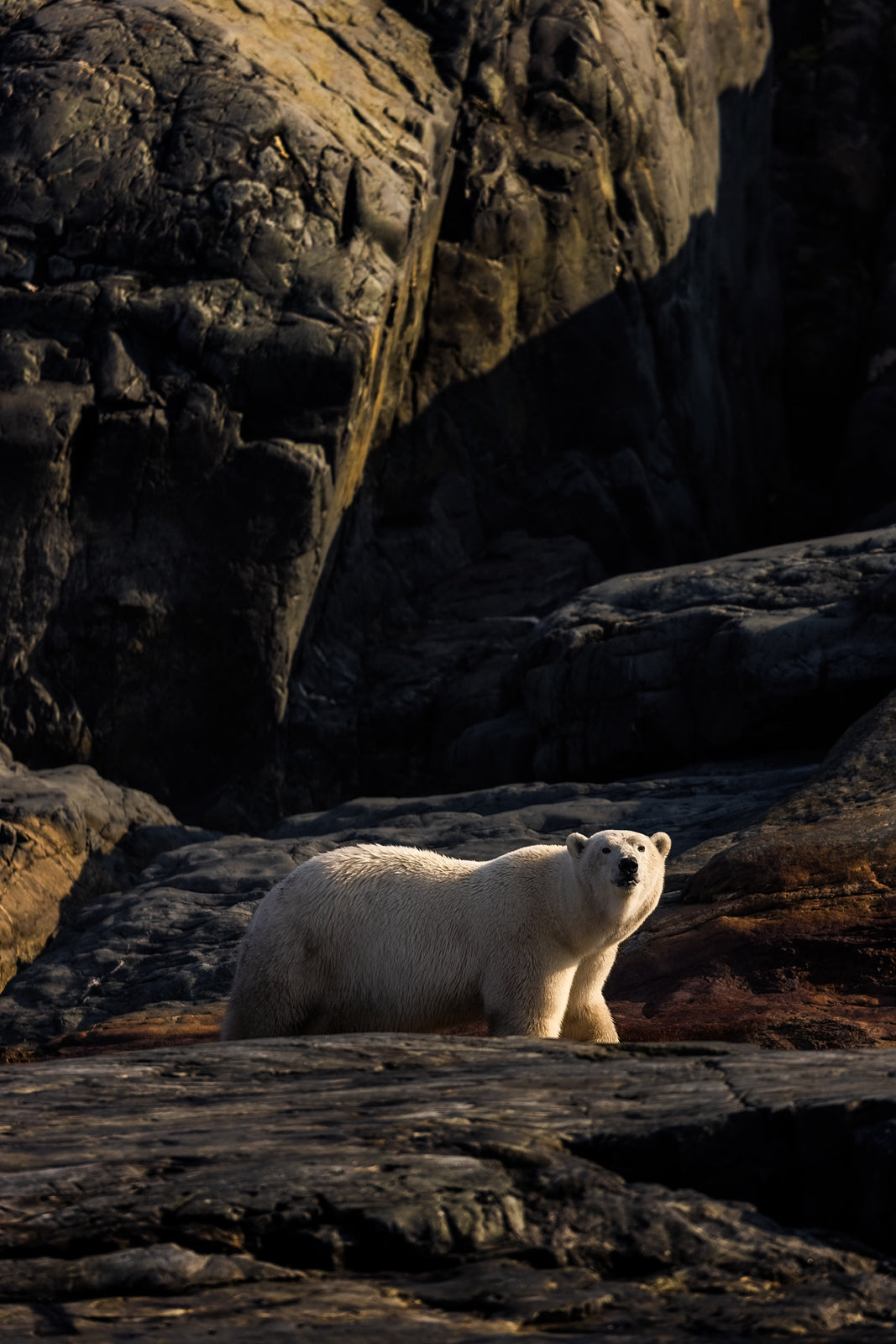 Polar Bear 022
