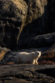 Ours blanc 051