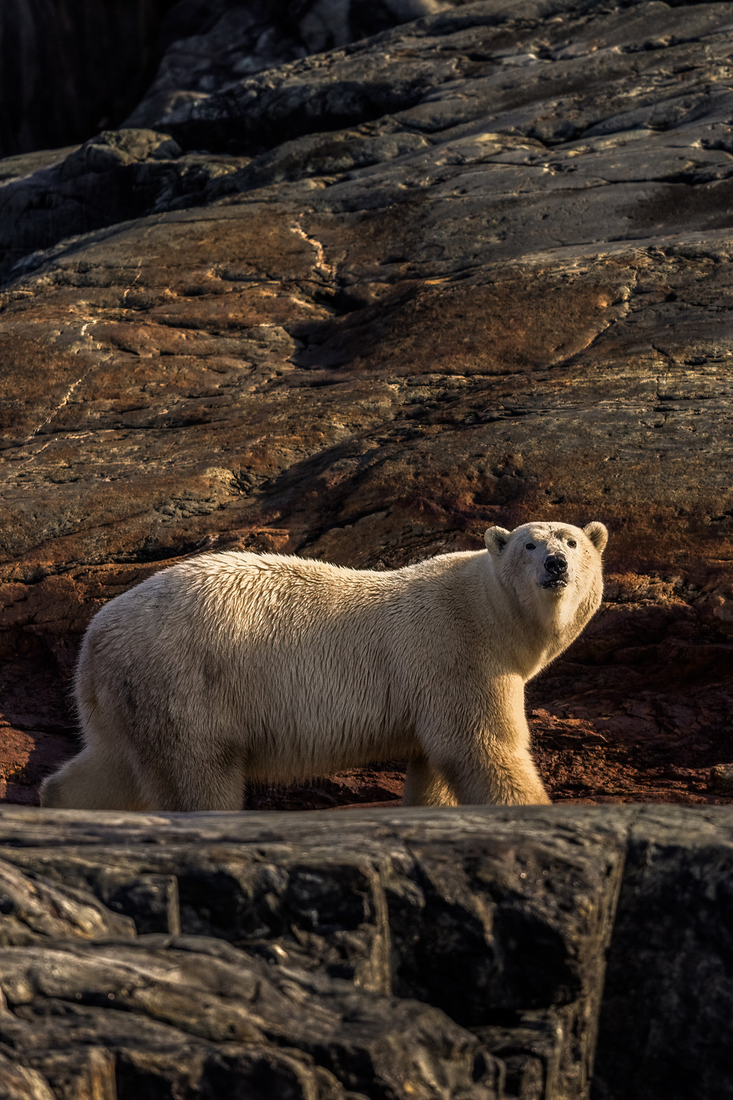 Polar Bear 022