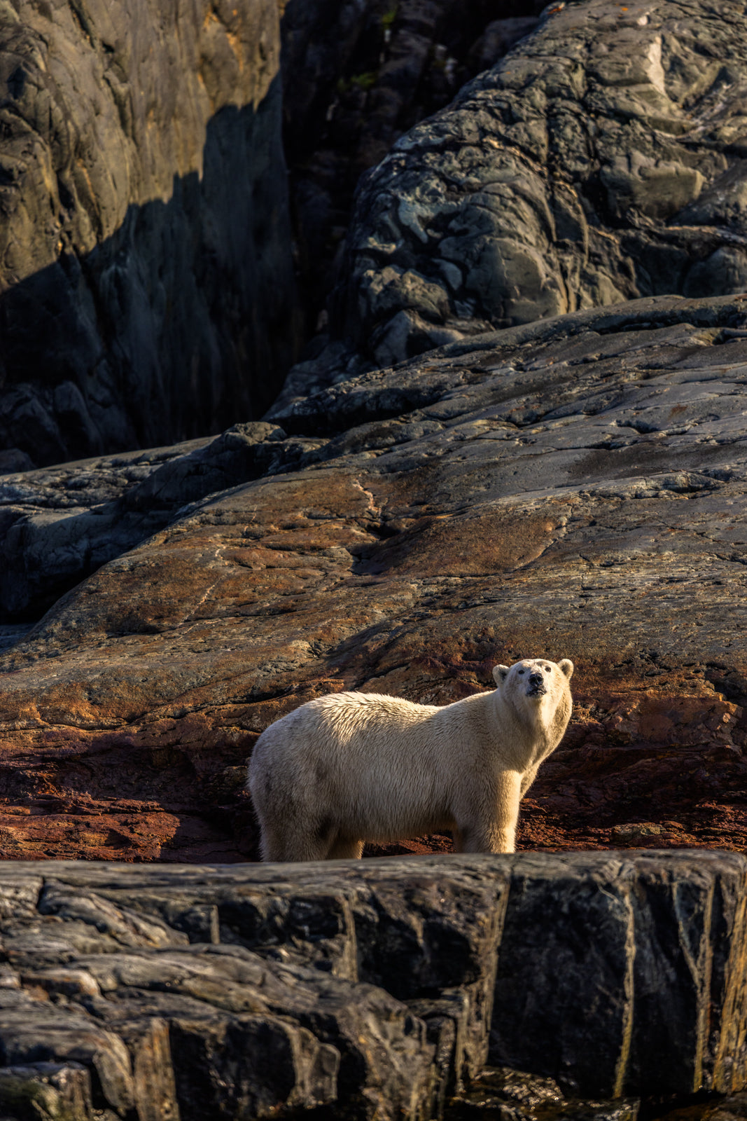 Polar Bear 022