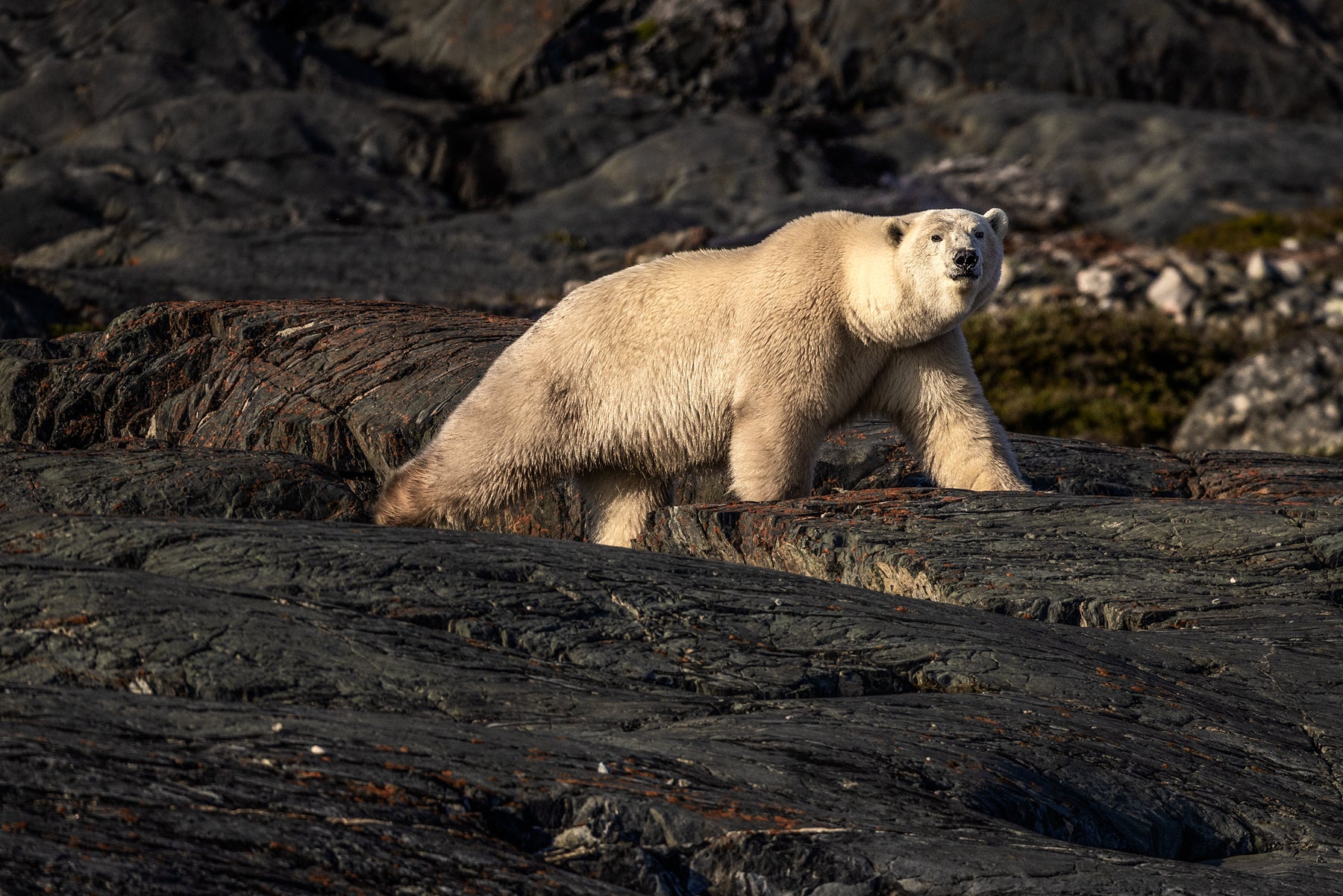 Polar Bear 022