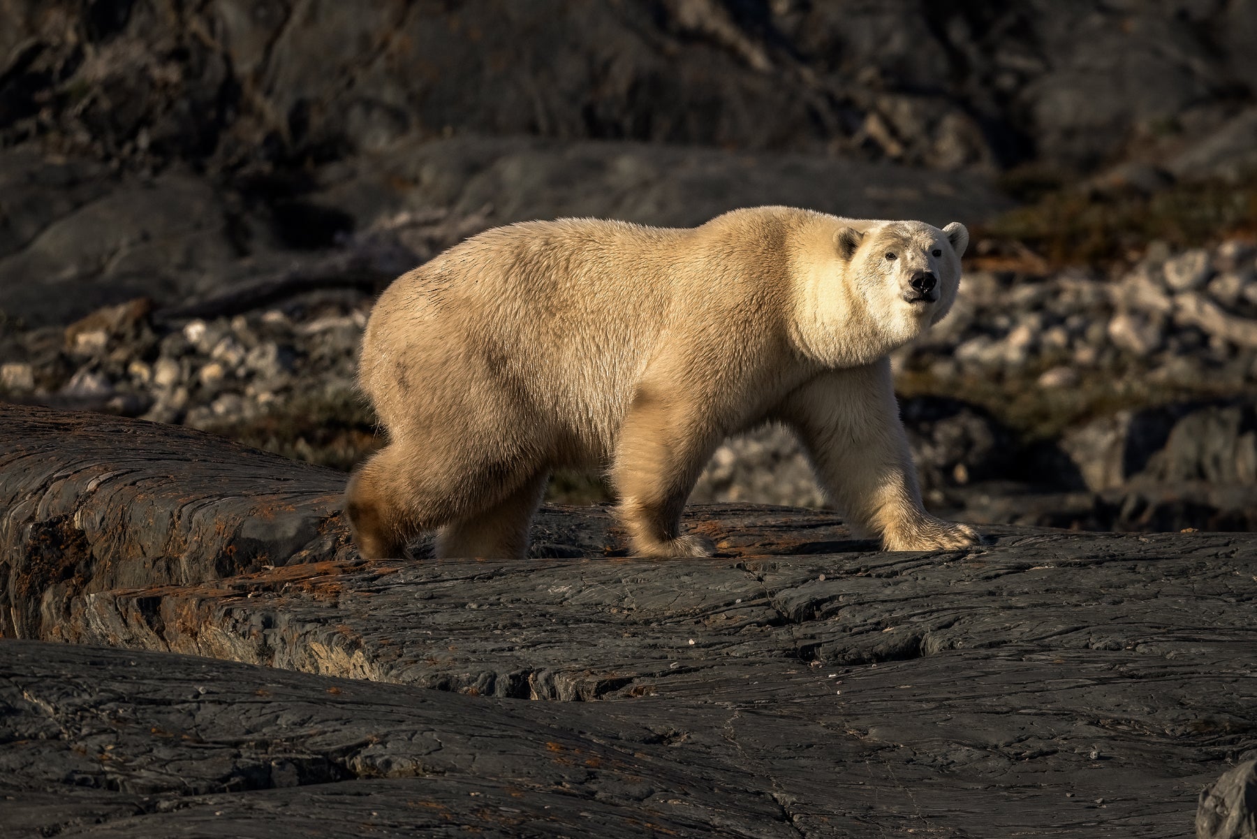 Polar Bear 022