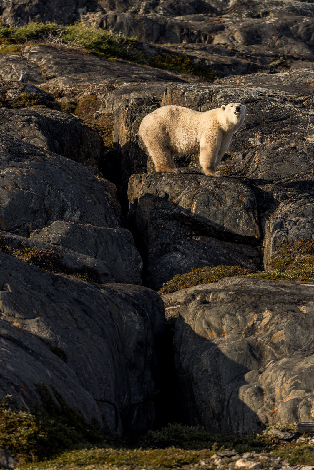 Polar Bear 022