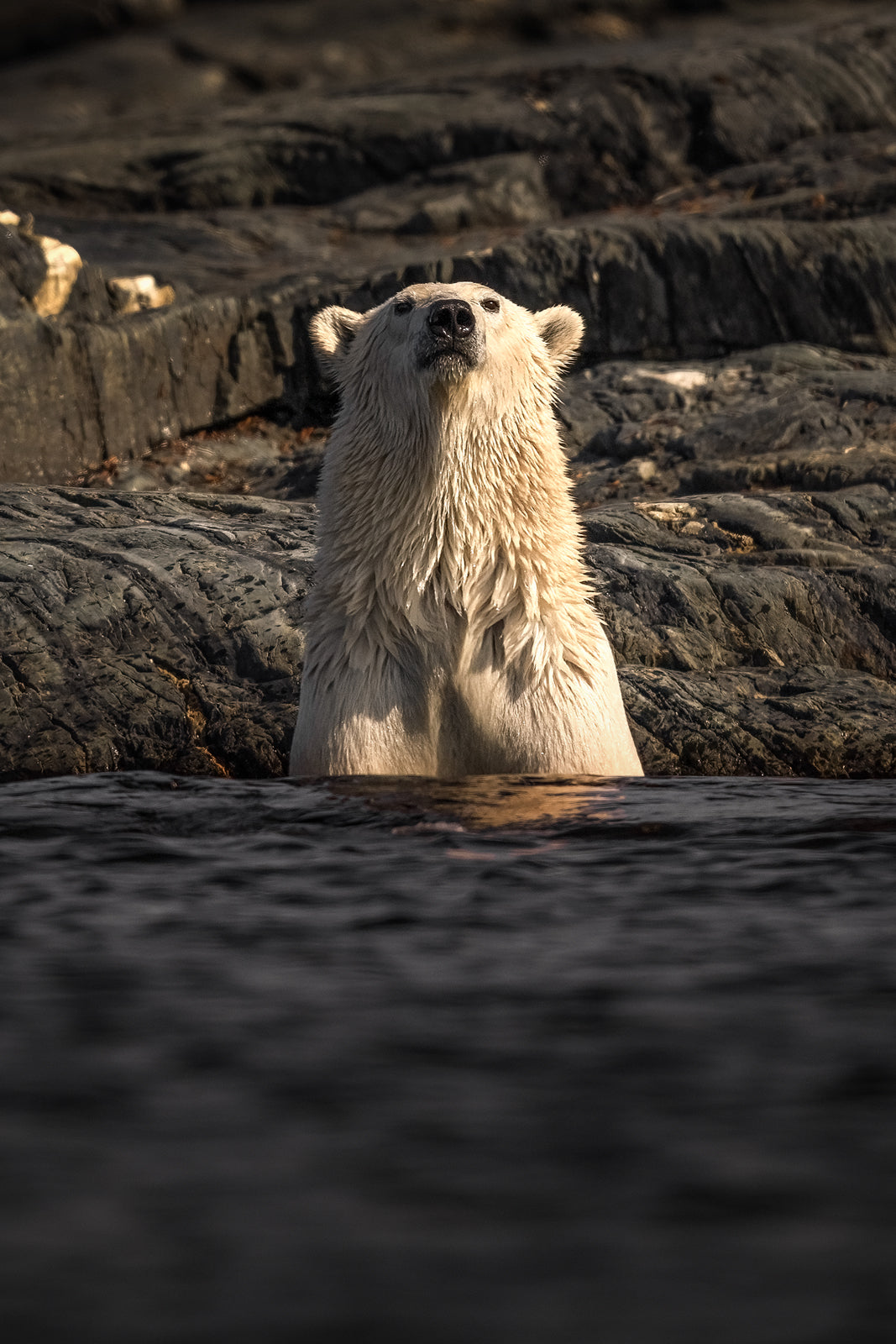 Polar Bear 022