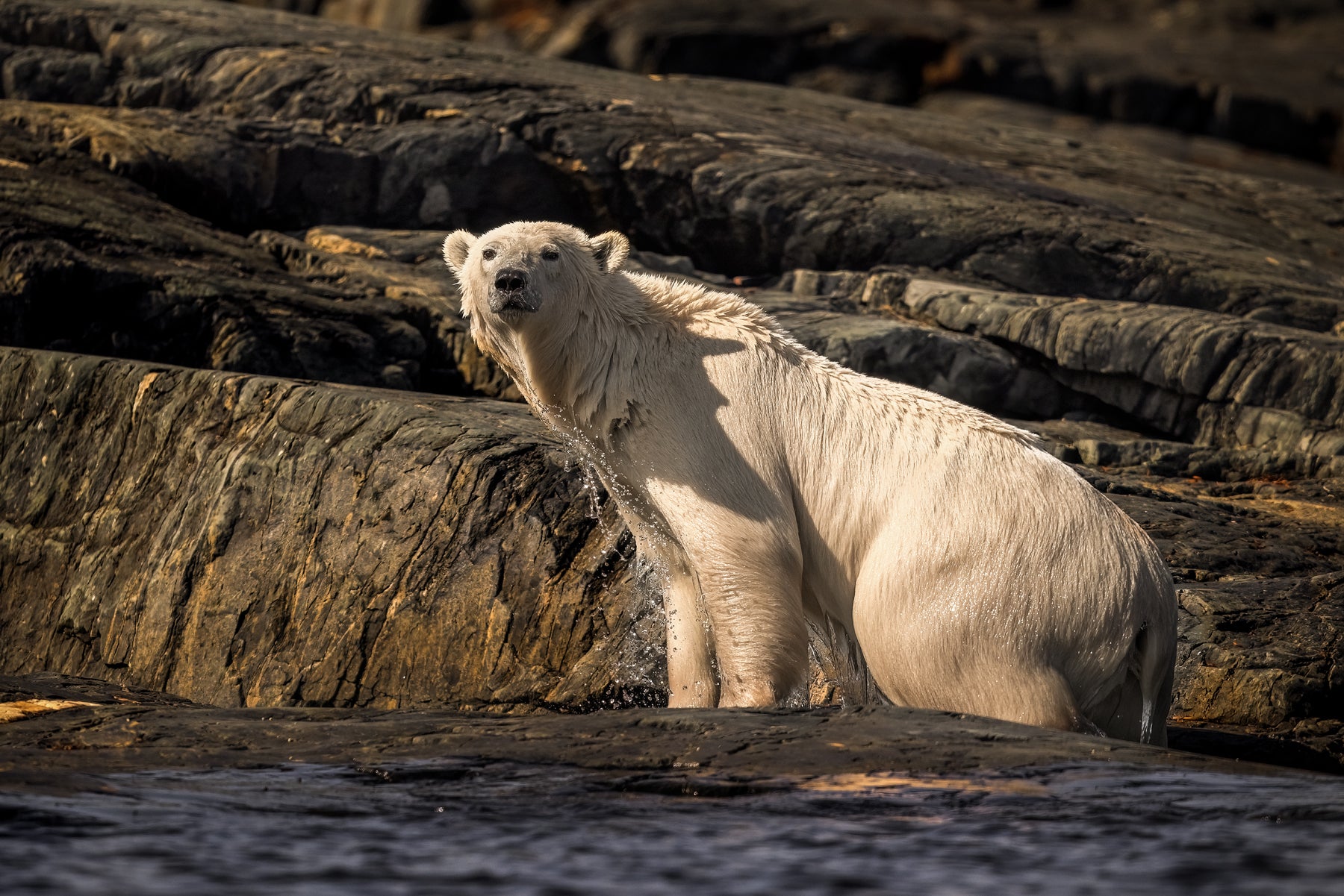 Polar Bear 022