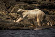 Ours blanc 059