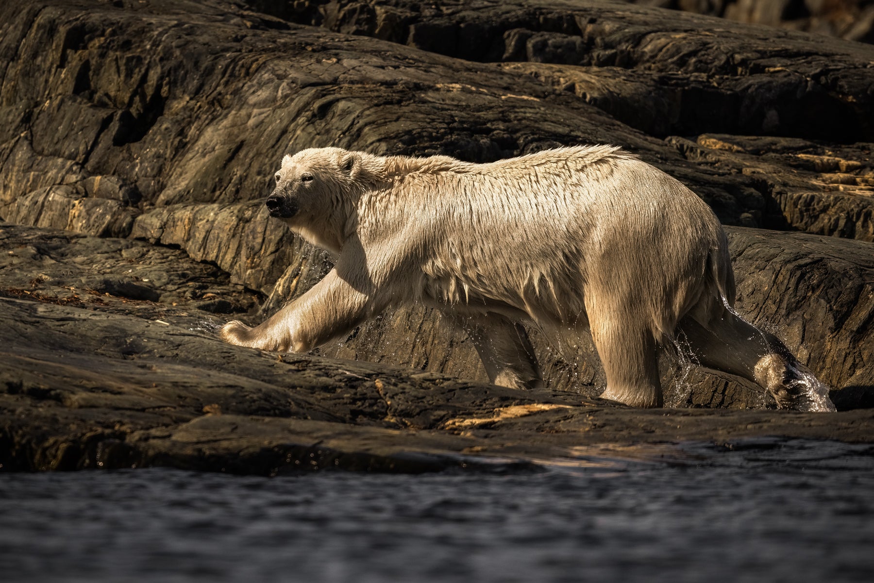Polar Bear 022