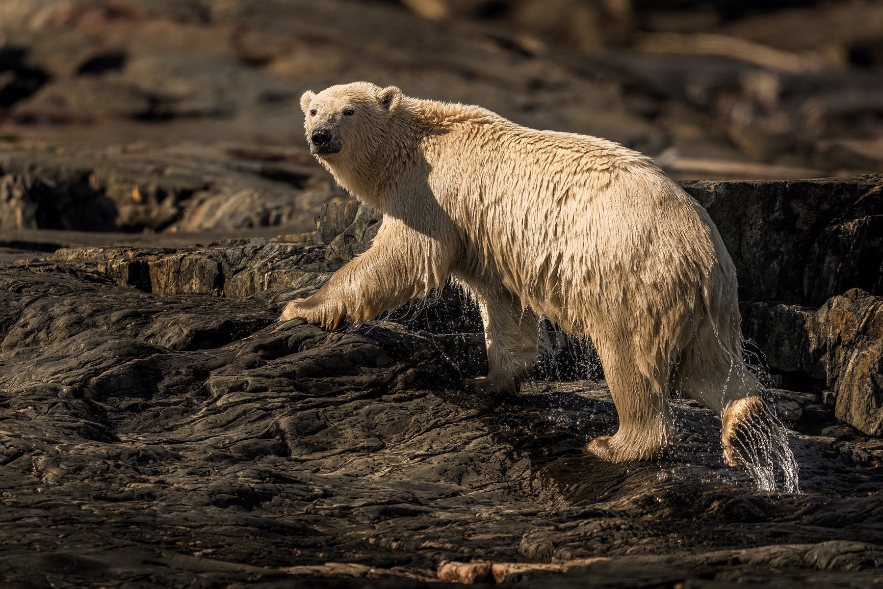 Polar Bear 022