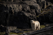 Ours blanc 061