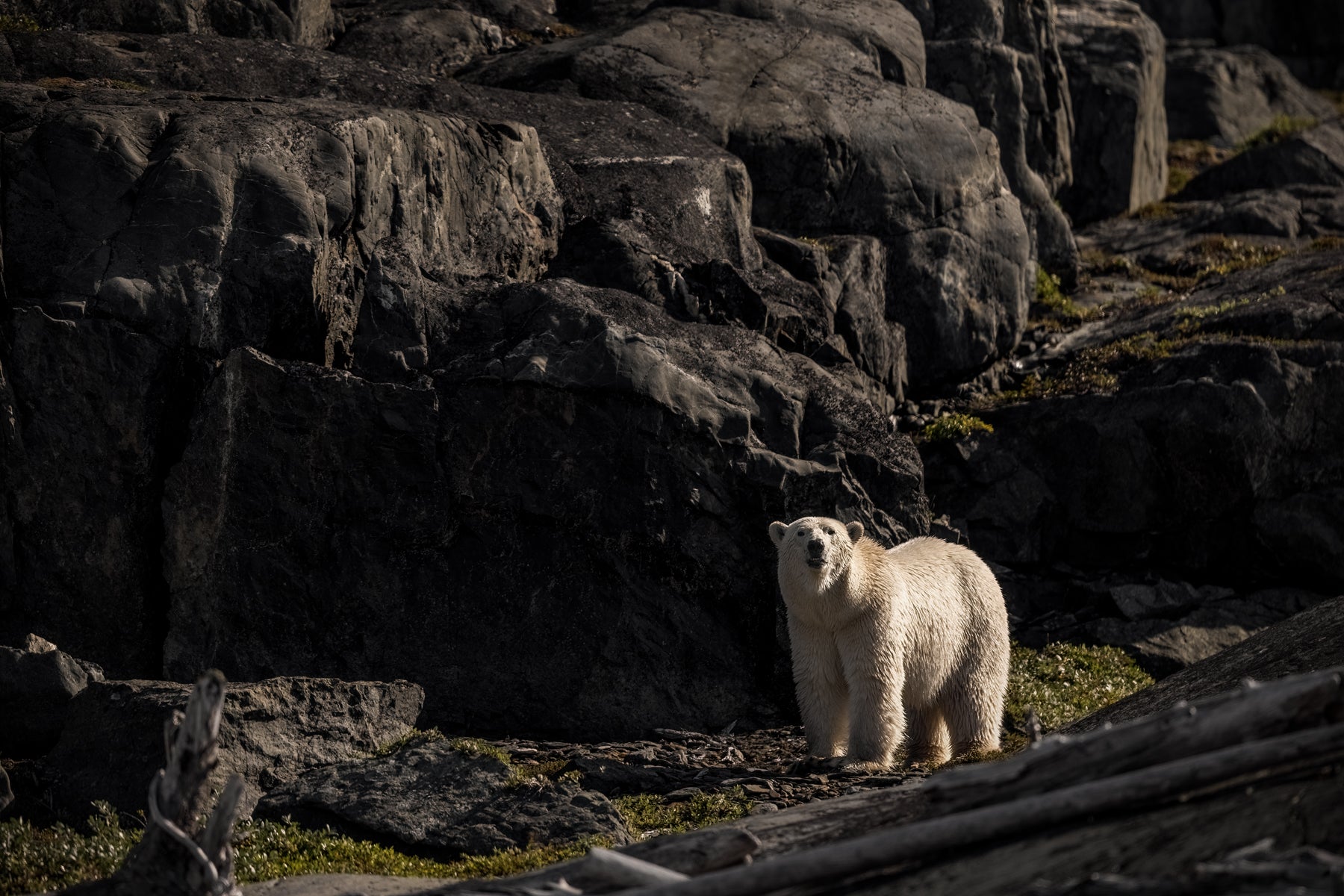 Polar Bear 022