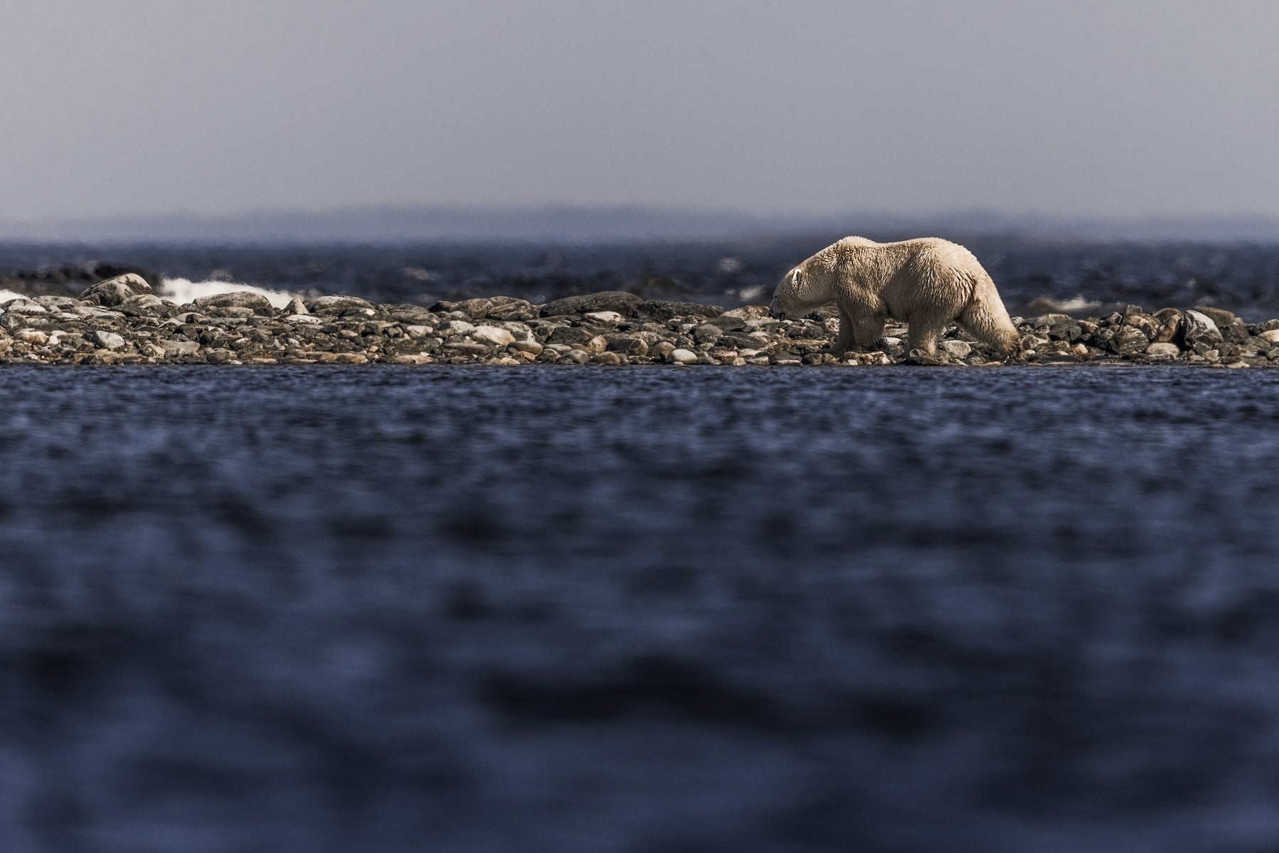 Polar Bear 022