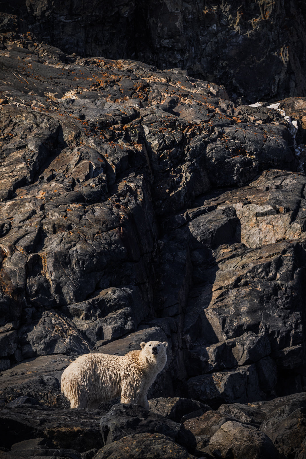 Polar Bear 022