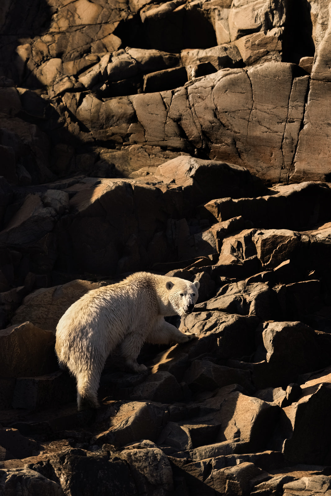 Polar Bear 022