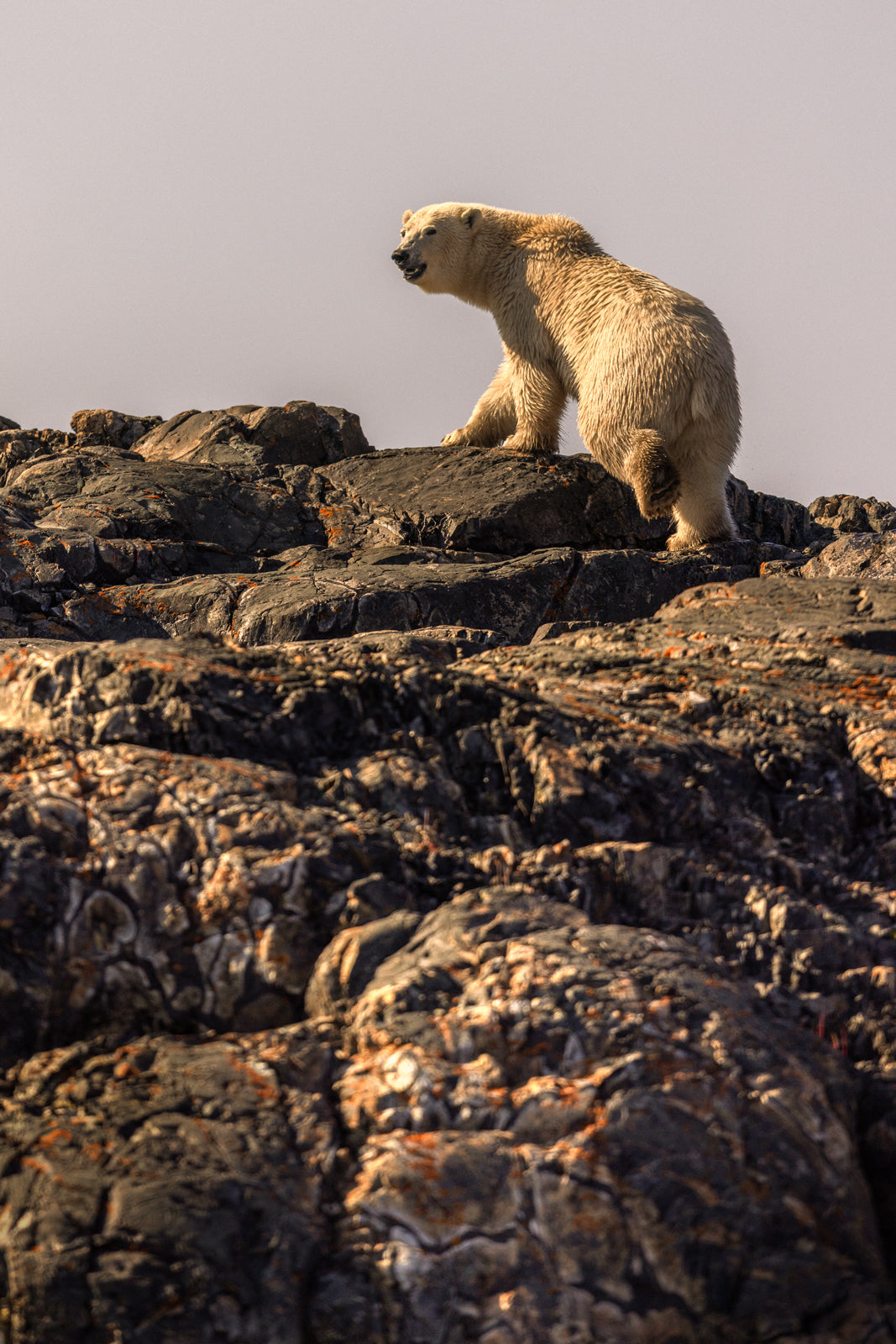 Polar Bear 022