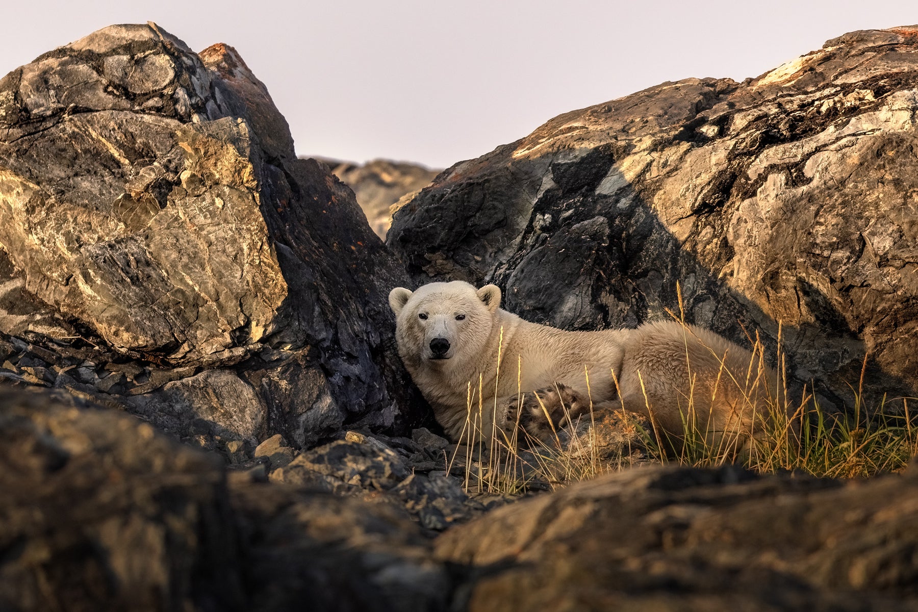 Polar Bear 022
