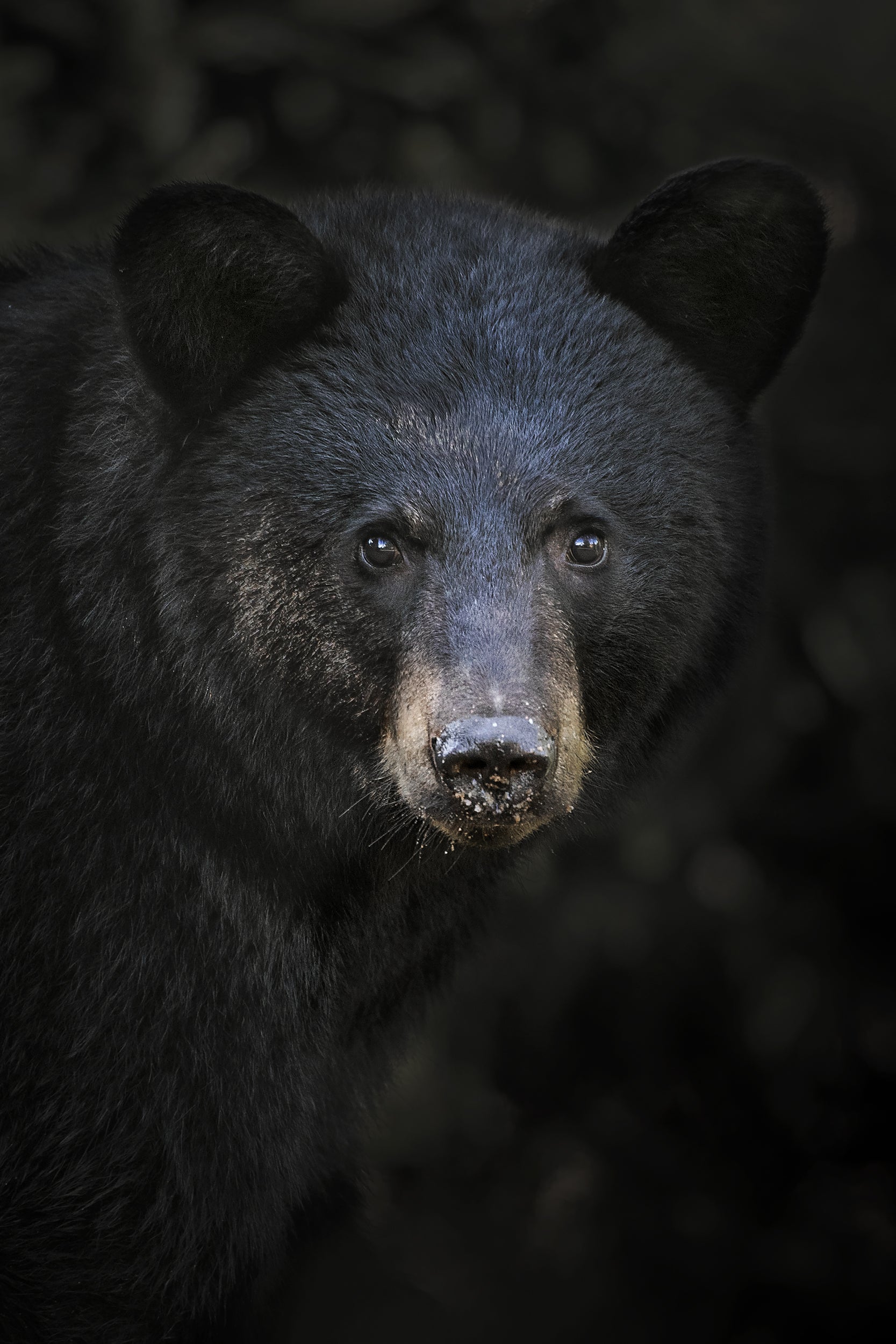 Black Bear 001