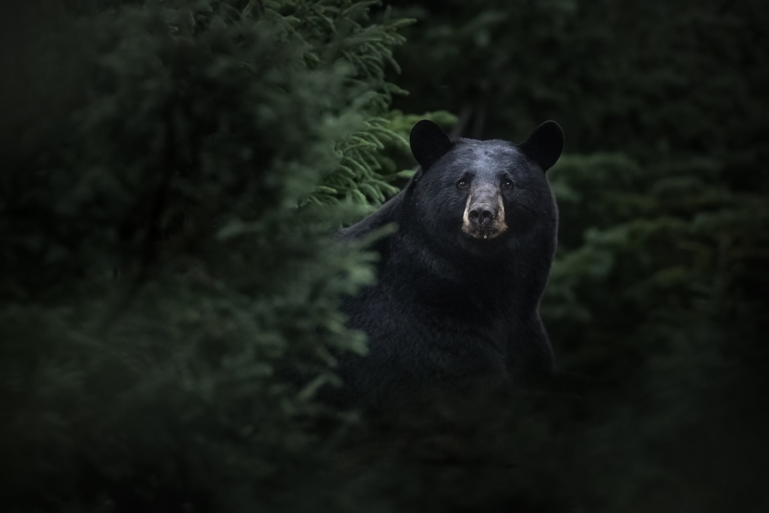 Black Bear 002