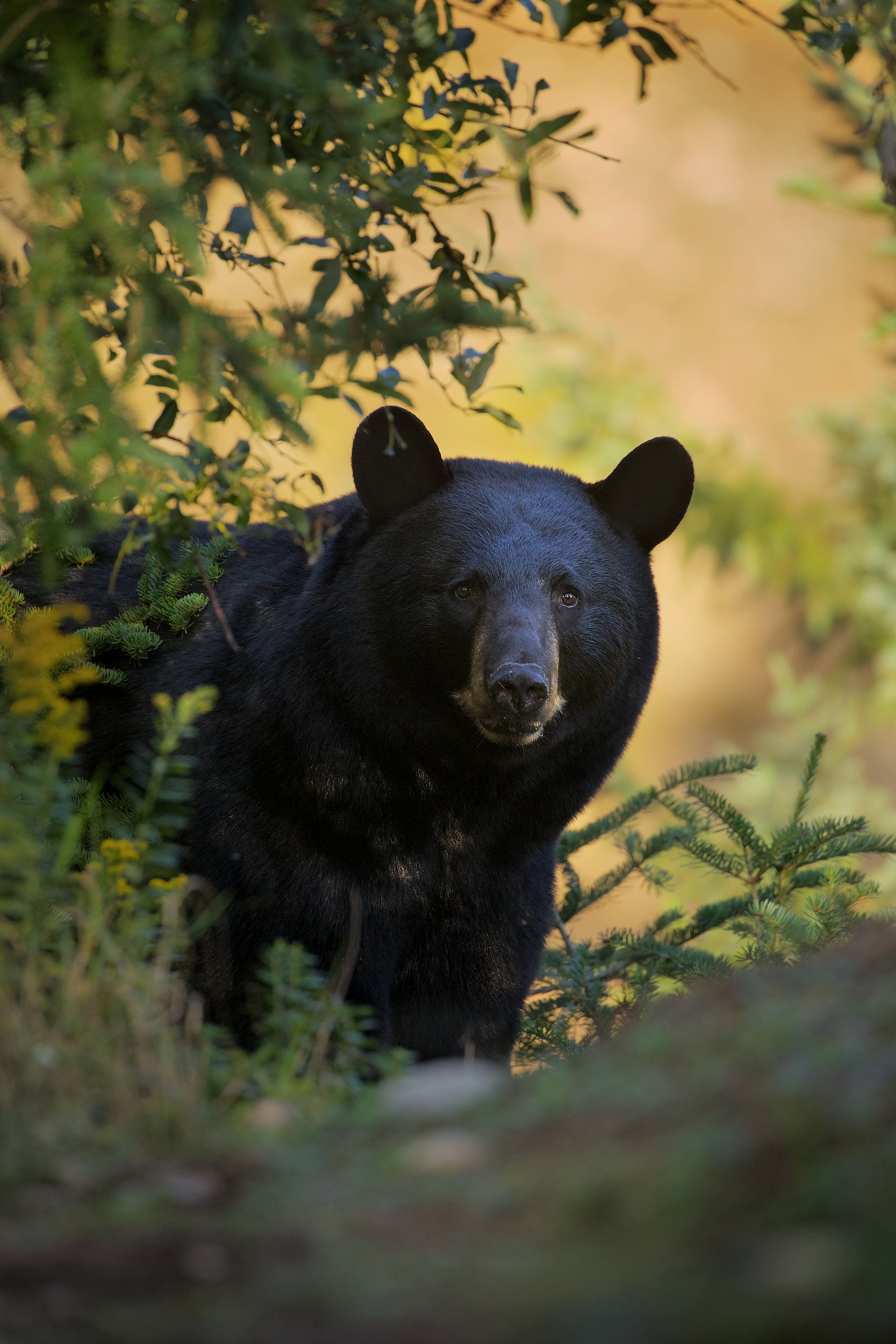 Black Bear 003