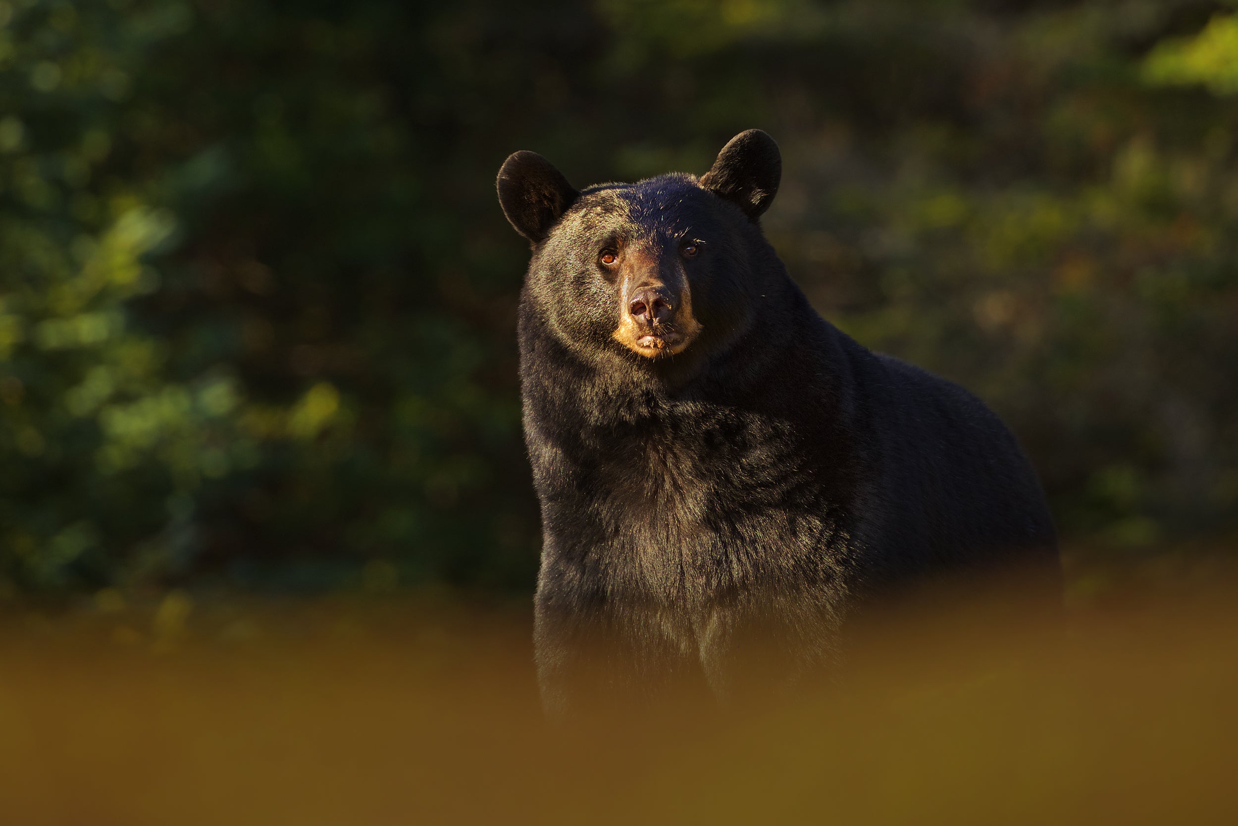 Black Bear 004