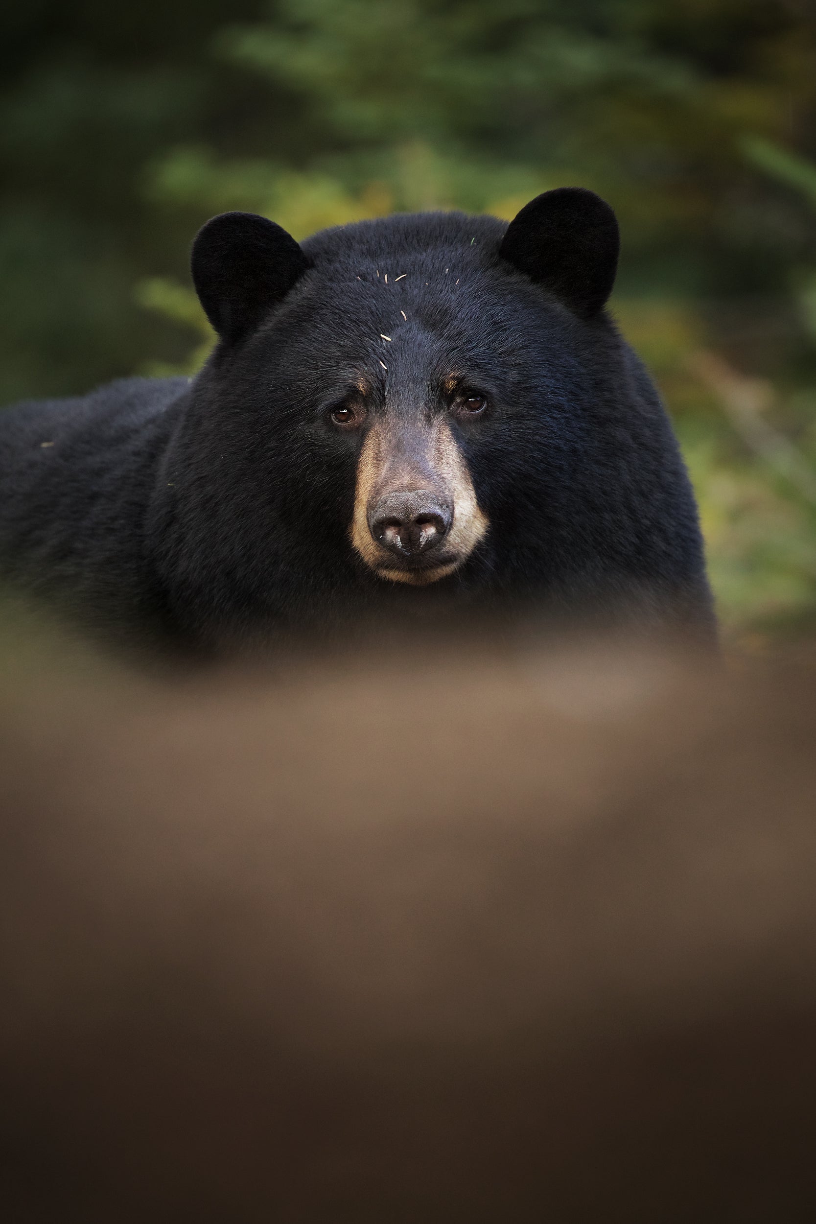 Black Bear 005