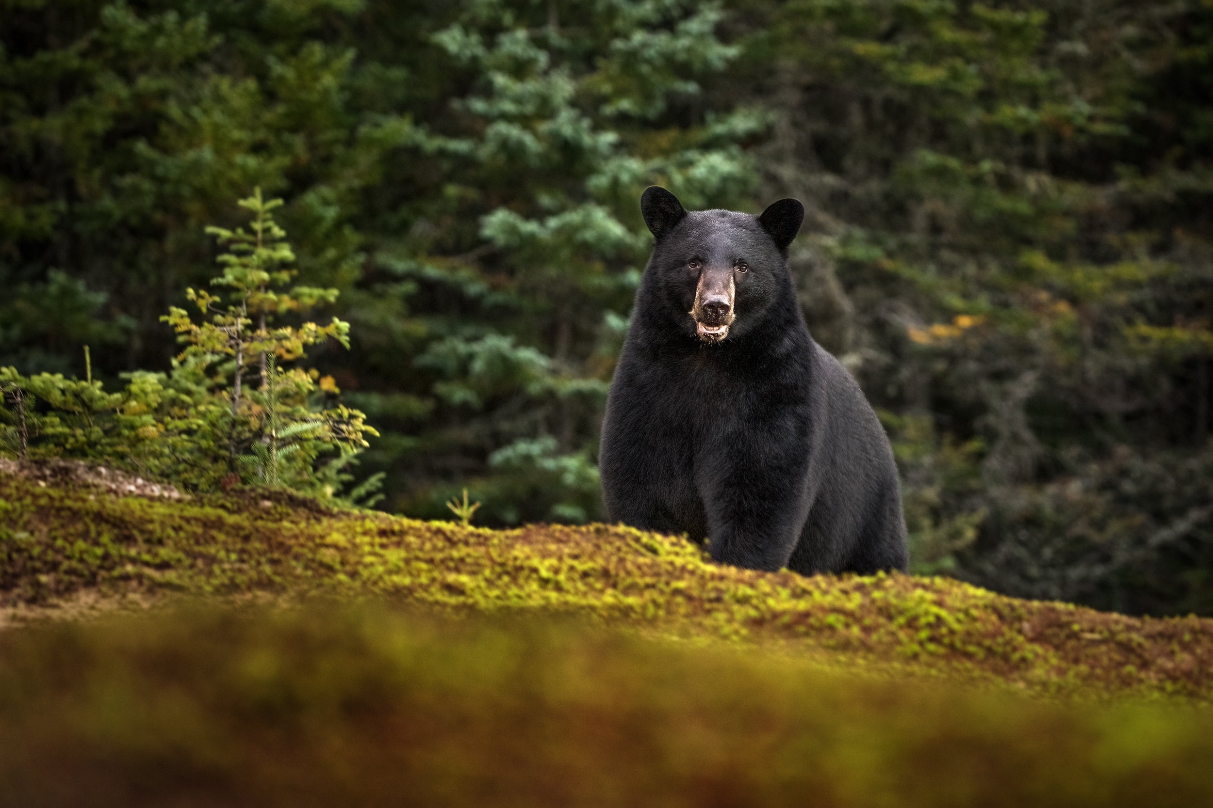 Black Bear 007
