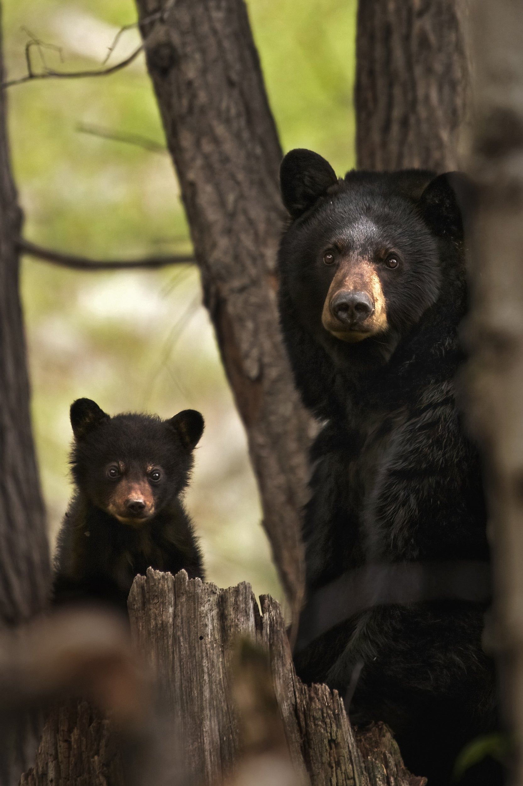 Black Bear 009