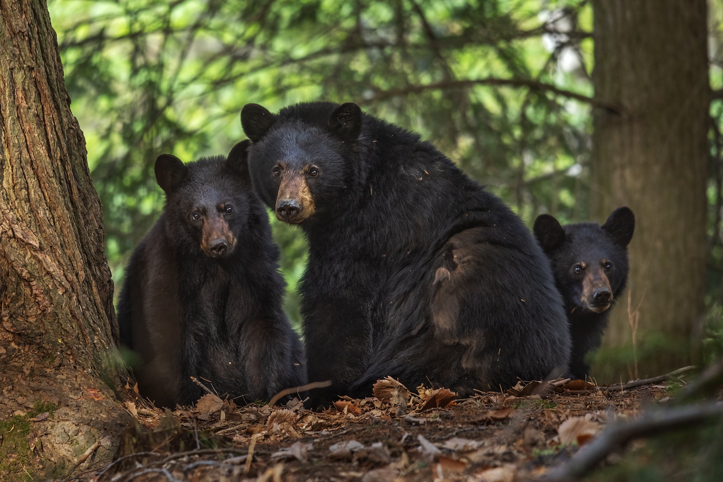 Black Bear 010