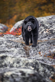 Black Bear 012