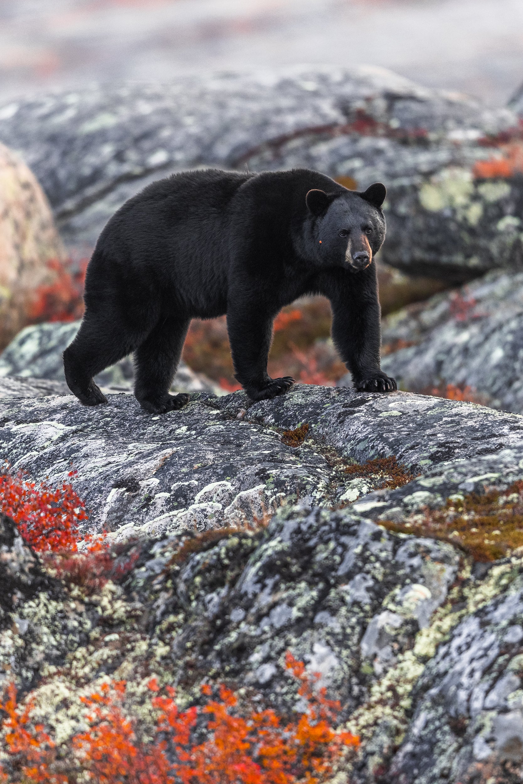 Black Bear 013