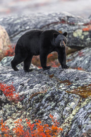 Black Bear 013