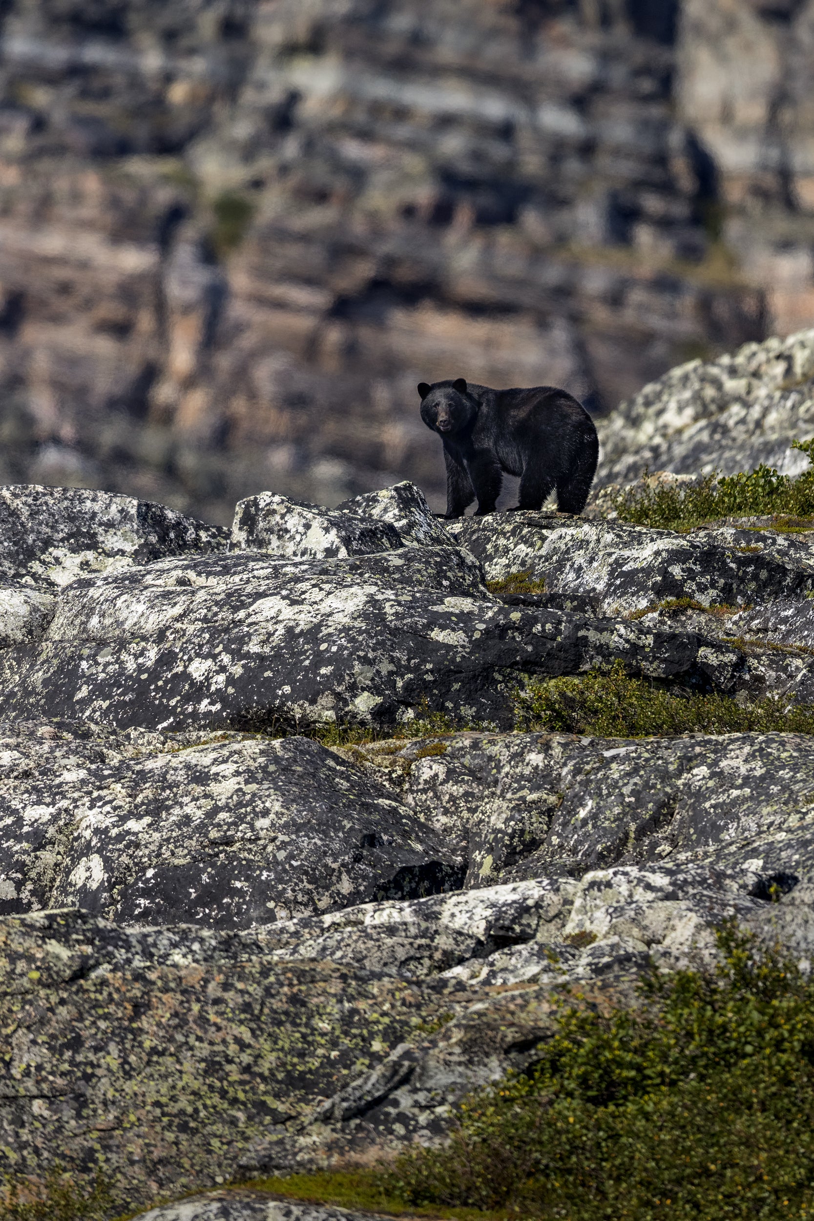 Black Bear 015
