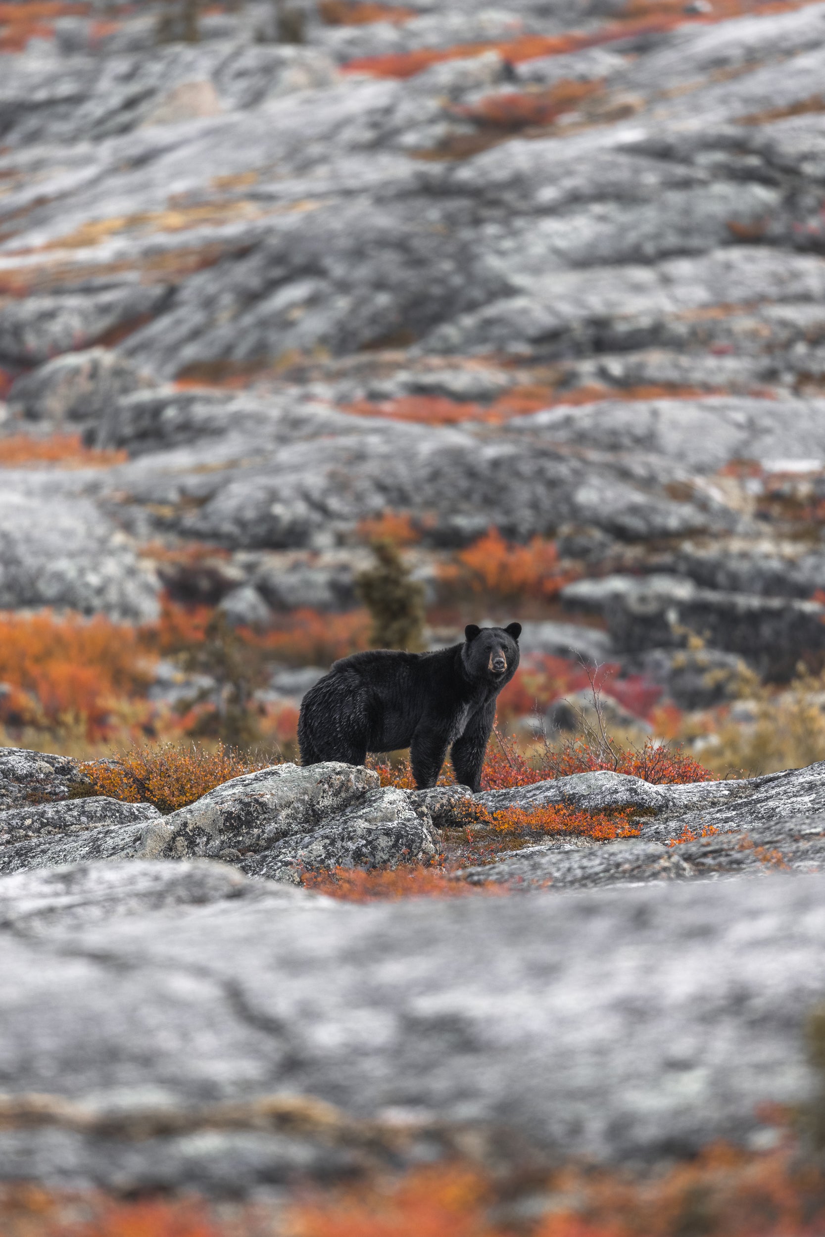 Black Bear 018
