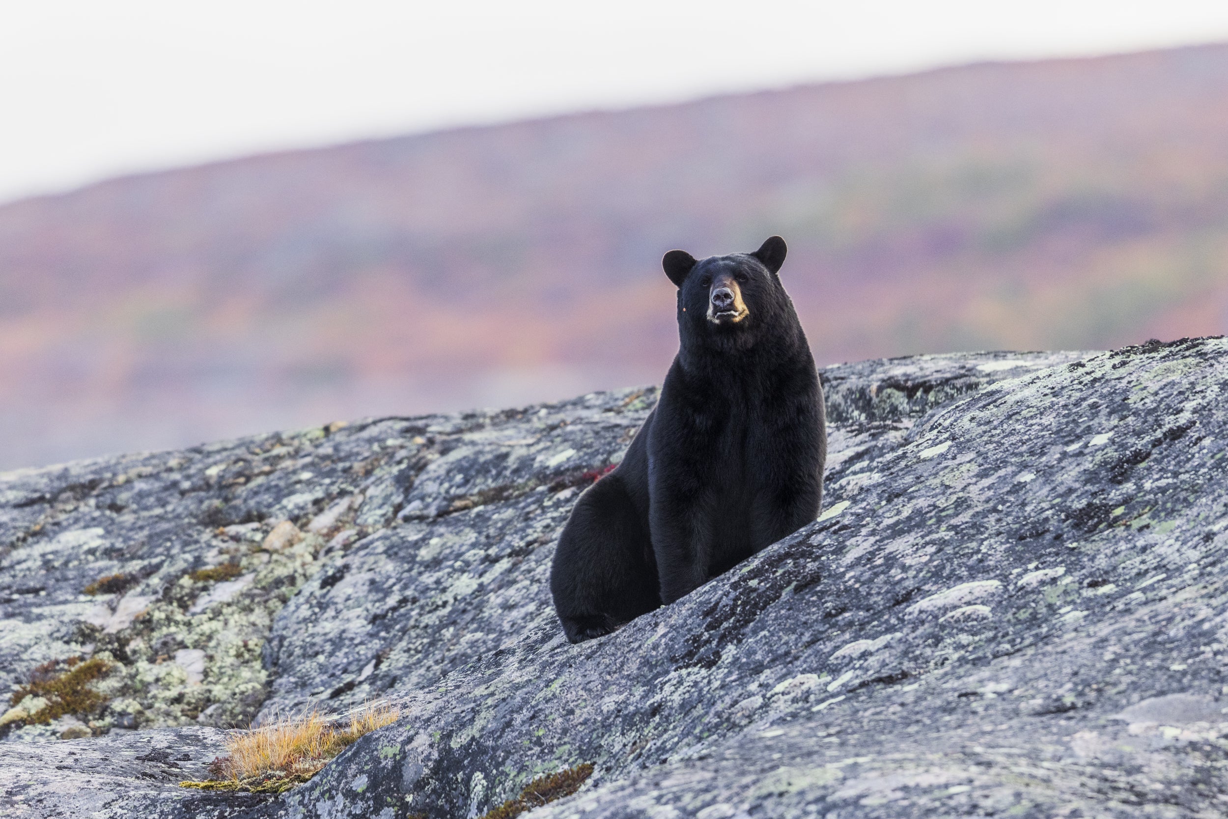 Black Bear 019