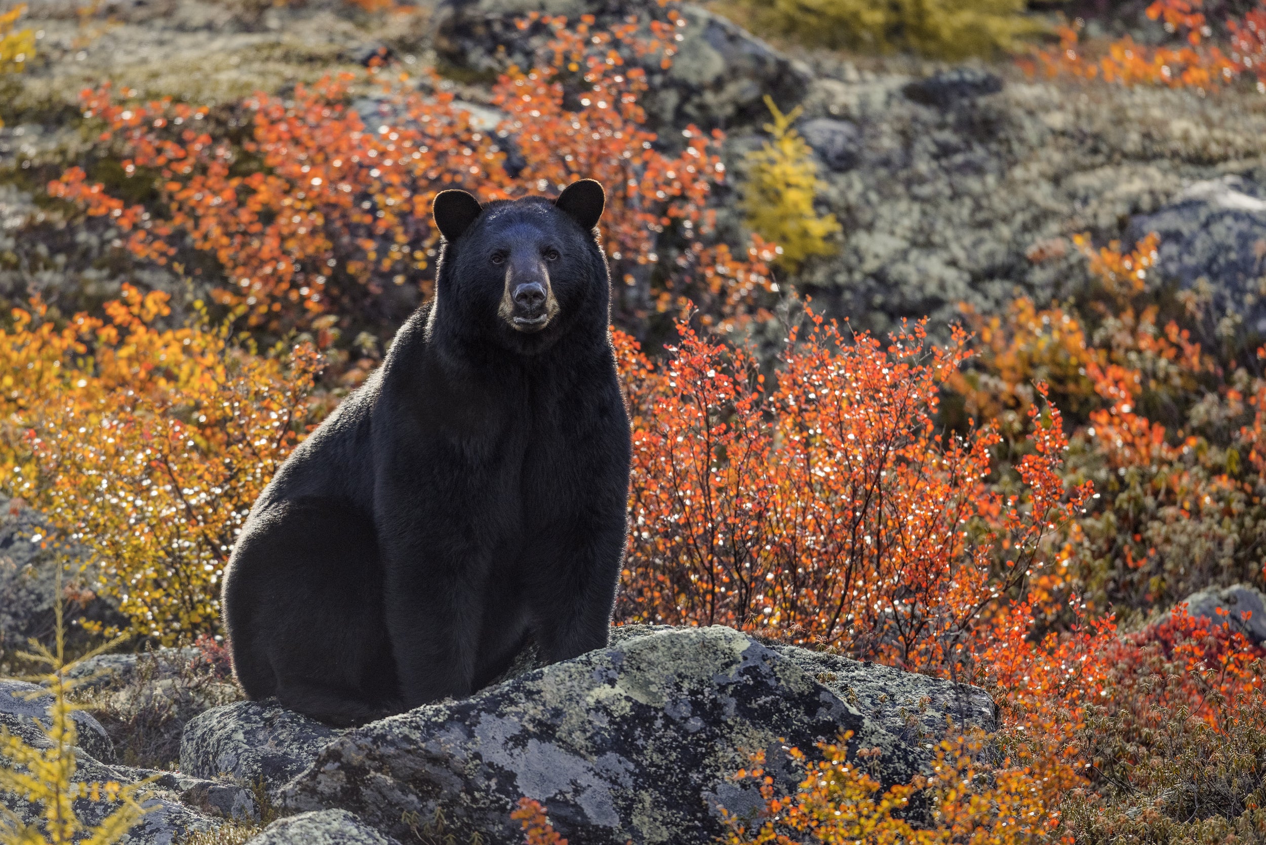 Black Bear 021