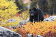 Black Bear 022