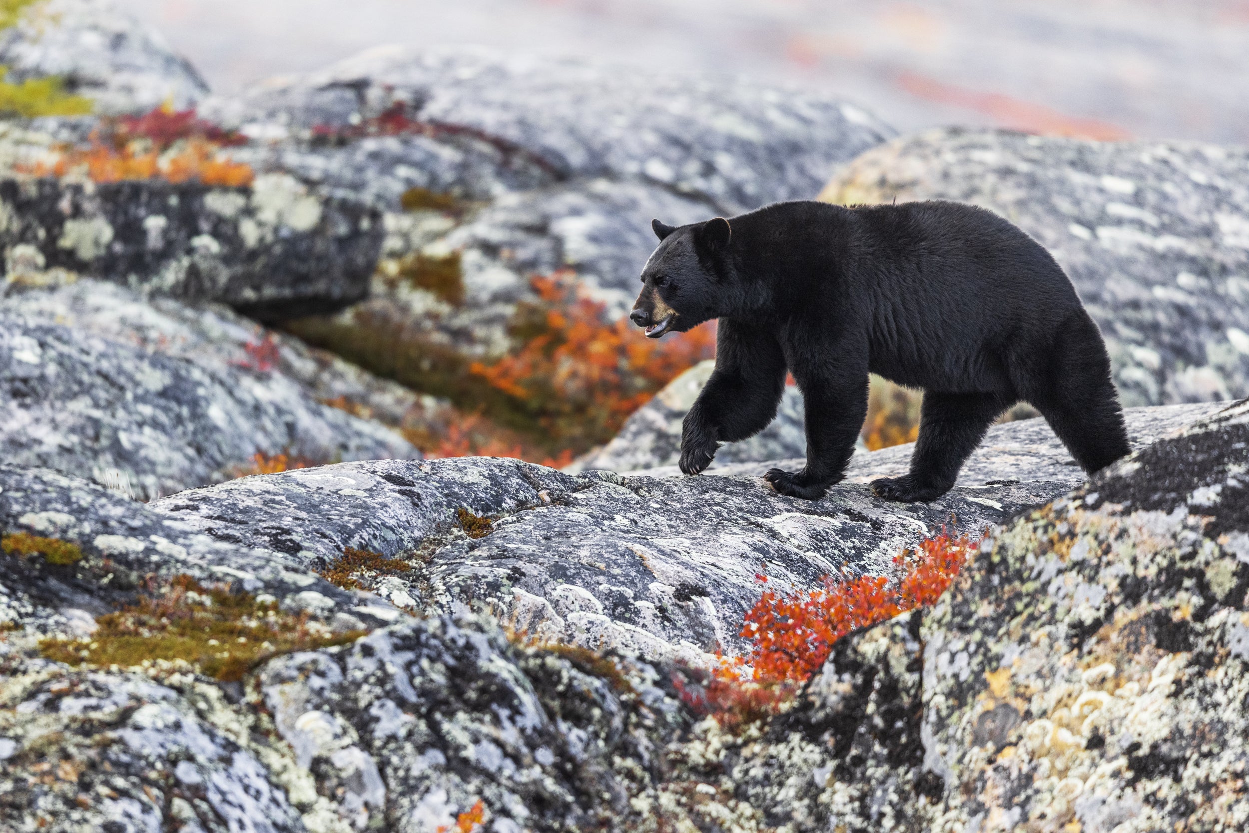 Black Bear 024