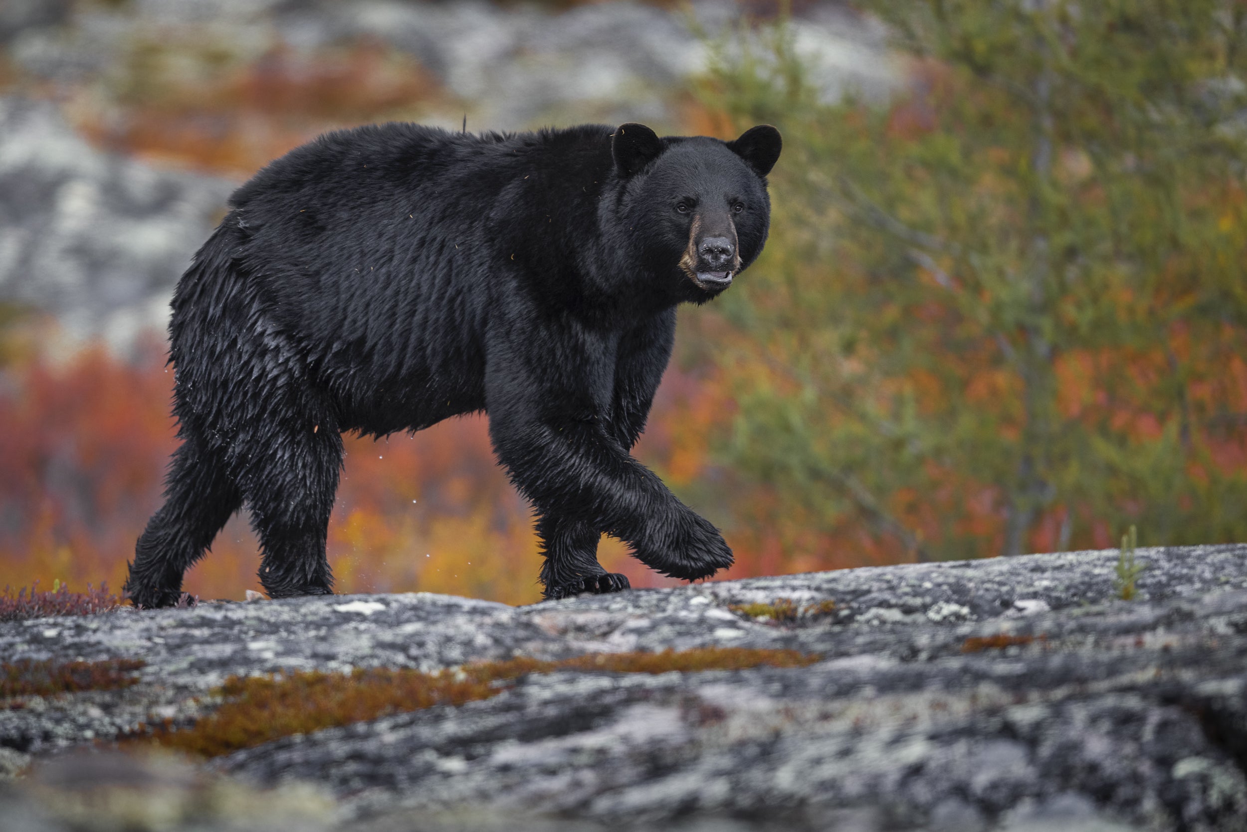 Black Bear 025