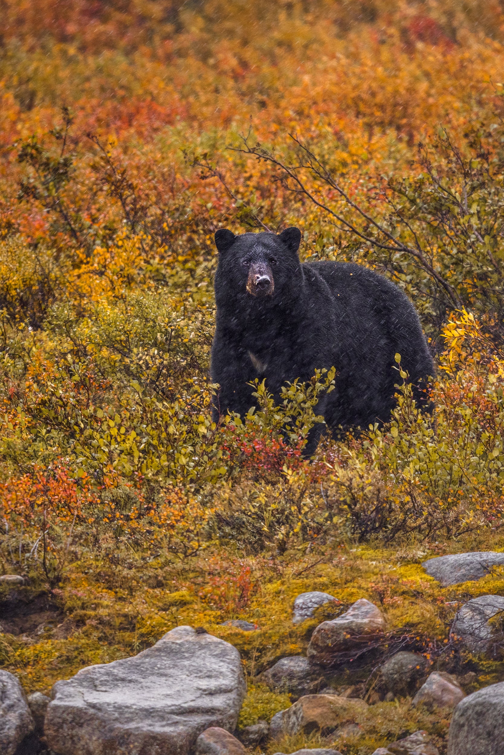 Black Bear 030